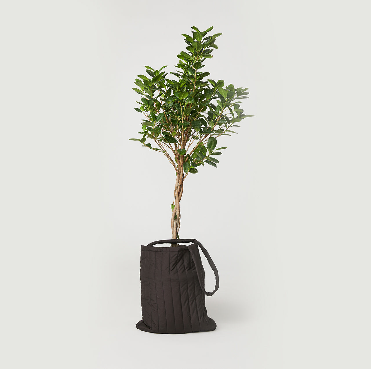 A small tree growing out of a black puffy Bernardo tote bag 
